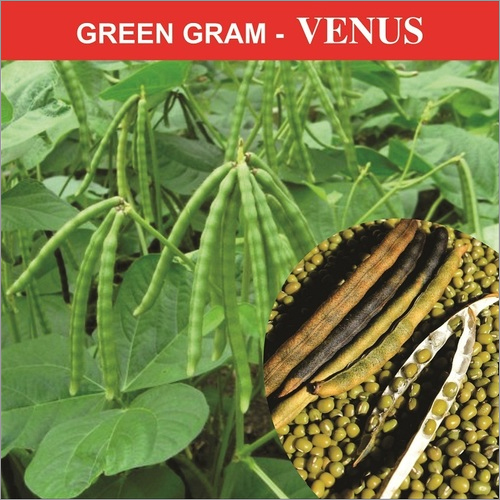 Moong Seeds