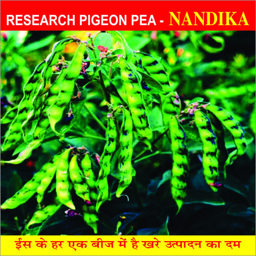 Pigeon Pea Seeds