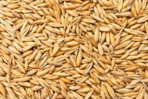 oats seeds