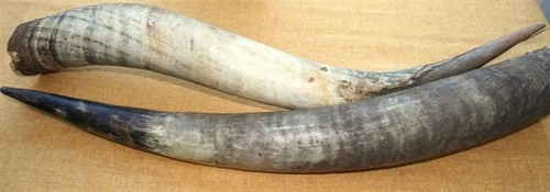 COW HORN