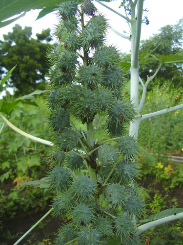 Castor Seeds