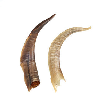 Animal Horn