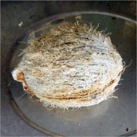Organic Coconut