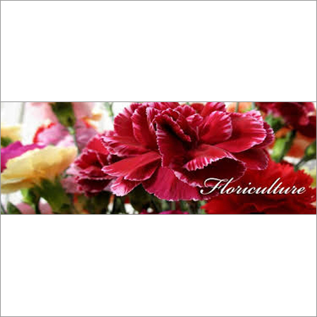 Floriculture