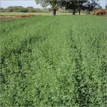 Lucerne Seeds