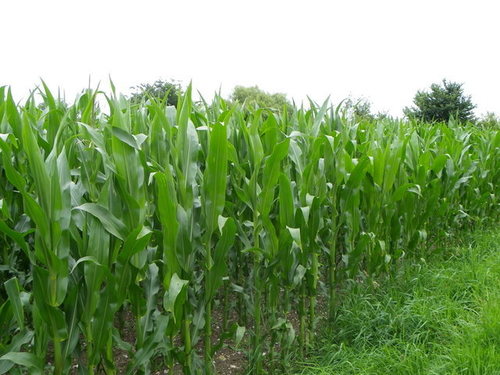 Maize Seeds