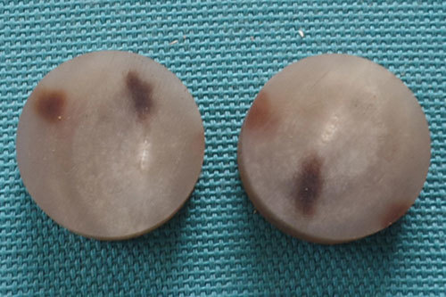 Cow Horn Button Blanks