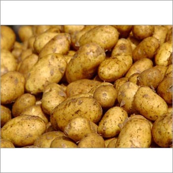 Fresh Potatoes