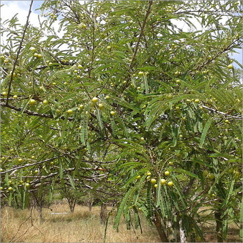 Amla Tree