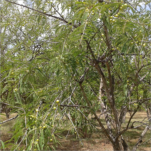 Amla Tree