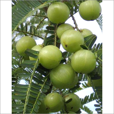 Amla Tree