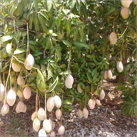 Farm Mango
