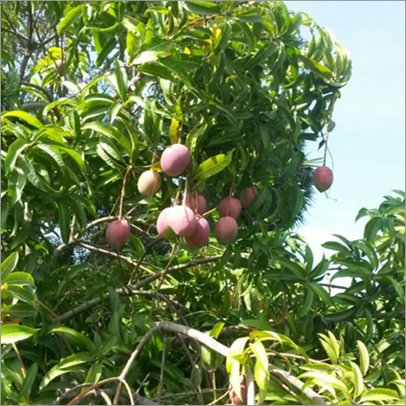 Indian Mango