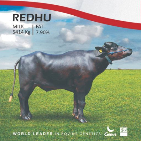 Redhu Murrah Bull Semen from ABS