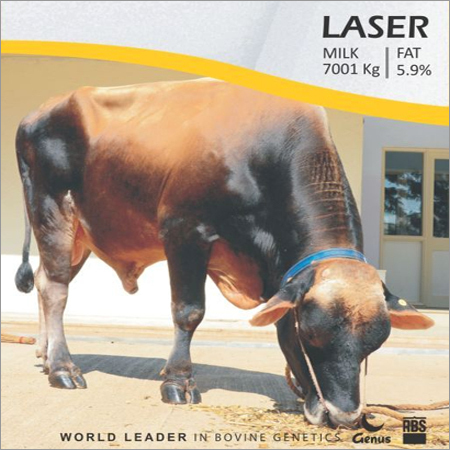 Jersey Bull Semen From Abs