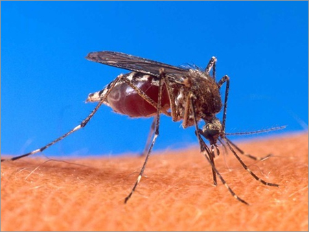 Mosquitoes Control Services