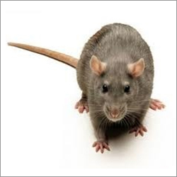 Rat Control Service