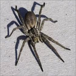 Spider Pest Control