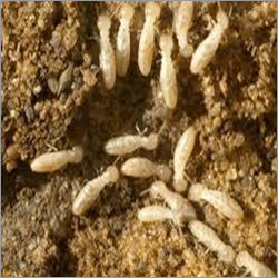 Anti Termite Control