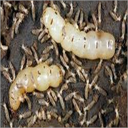 Construction Termite Treatment