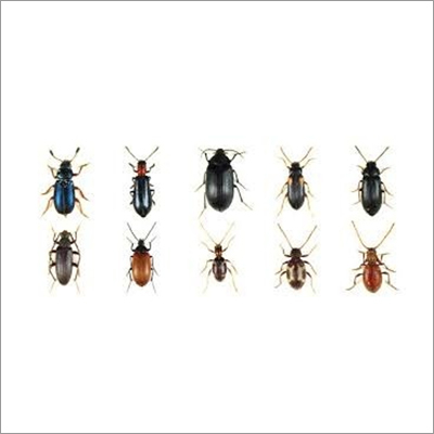 Household Pest Control Services