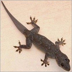 Lizards Control Service