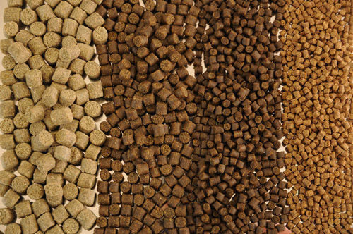 Floating Fish Feed