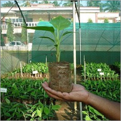 Fresh Vegetable Seedlings