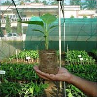 Fresh Vegetable Seedlings