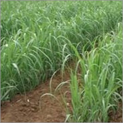 Sugarcane Seedlings