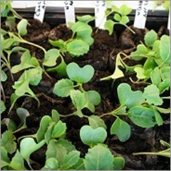 Cabbage Seedlings