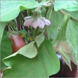 Brinjal Vegetable Seedlings