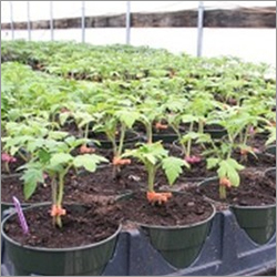 Tomato Vegetable Seedlings