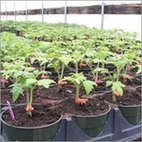 Tomato Vegetable Seedlings