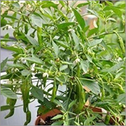 Chilli Vegetable Seedlings