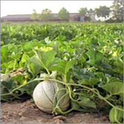 Muskmelon Seedling