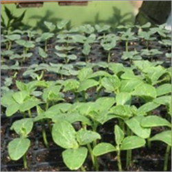 Cucumber Vegetable Seedling
