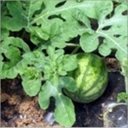 Watermelon Seedling