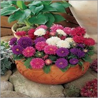 Aster Seasonal Seedlings