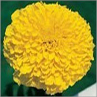 Marigold Seedlings