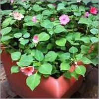 Impatiens Seasonal Seedlings