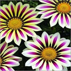 Gazania Seasonal Seedlings