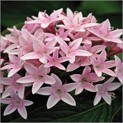 Pentas Seedling