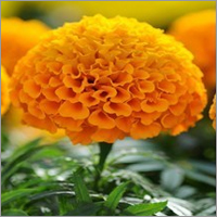 Marigold Cut Flowers