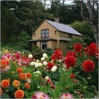 Garden Outdoor Plant