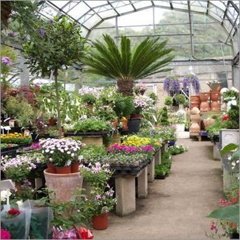 Nursery Outdoor Plant