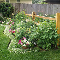 Outdoor Flower Plant