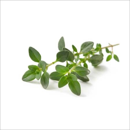 Thyme Essential Oil