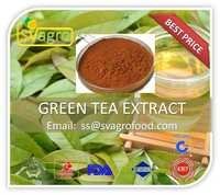 100% Pure Natural Green Tea Extract