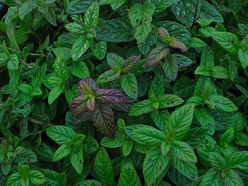 Spearmint Oil (L Carvone > 60%)